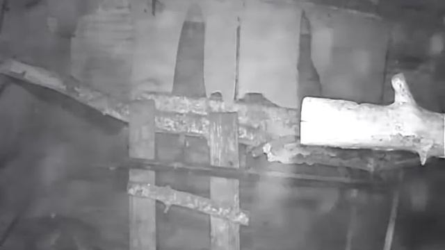 Чупакабра на охоте!!!! Скрытая камера.