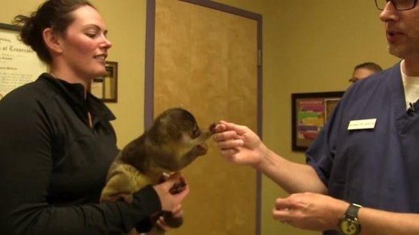 Kinkajou Eats a Grape - Exotic Pet Vet UNCUT