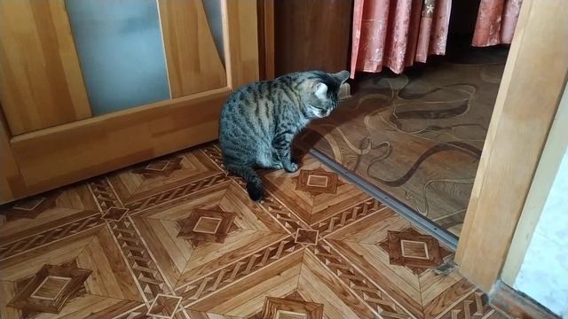 Кошка ест подсолнечное масло :O смотреть онлайн