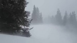 Снежная Буря в лесу. Звуки метели и воющий ветер для отдыха. Зимняя атмосфера для сна.