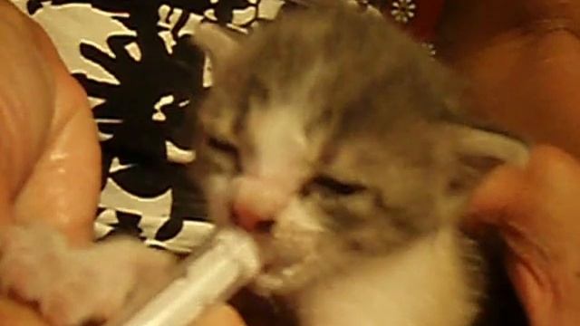 Маленькая Симона смотреть онлайн