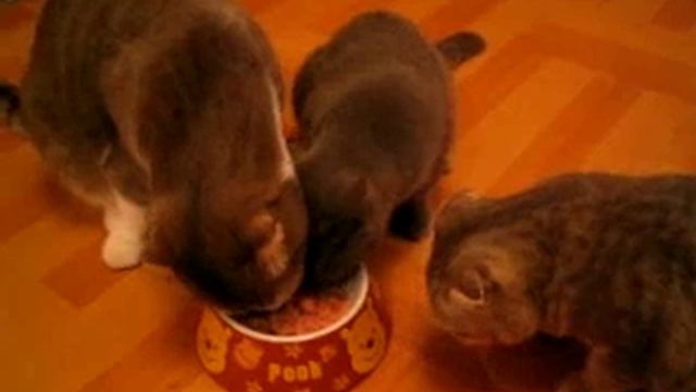 Applaws (Natural Cat Food) 01 смотреть онлайн