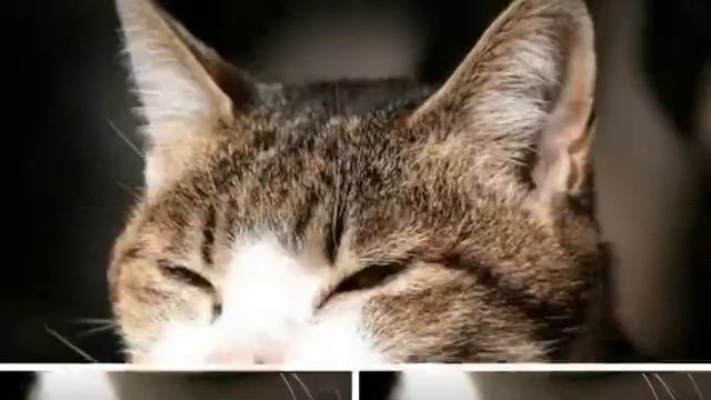 Cats in Outer Space - Rock Gegen Dog (типа Landser cover, все такое) смотреть онлайн