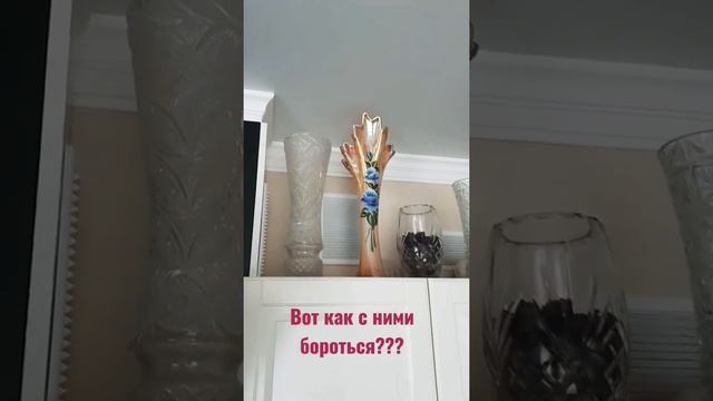 " Гости" каждую весну у нас в дымоходе. как с ними бороться?#Shorts смотреть онлайн