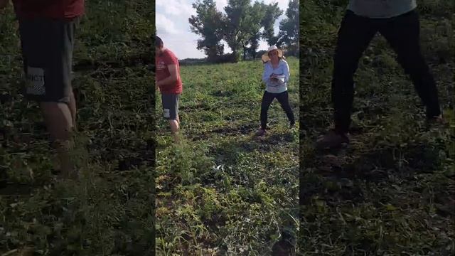 #работа #поле #дополнительныйзаработок #нашабригада смотреть онлайн