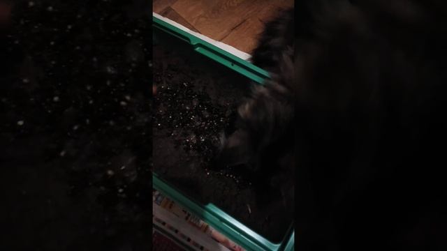 Посев семян кубышки и нимфеи