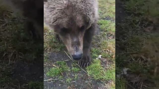 Медведь. Опасная встреча с медведем на Камчатке! #Камчатка #Бурый #Медведь смотреть онлайн