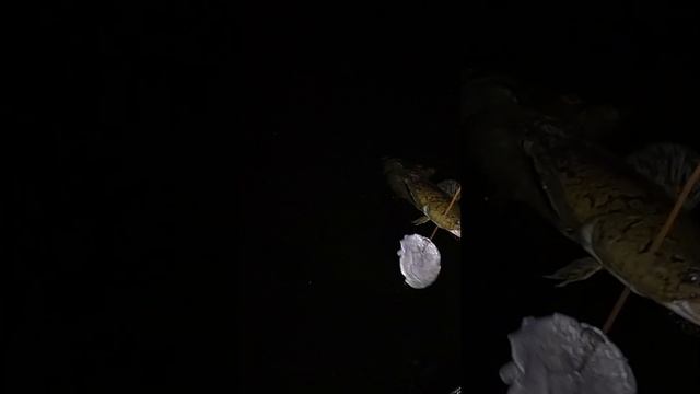 Ночной осенний налим в озере смотреть онлайн