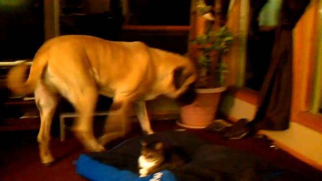 Смешные кошки спят на месте для собак. Подборка Топ 7 - смешное видео, приколы, смотреть онлайн смотреть онлайн