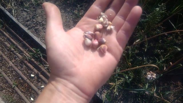 Как вырастить бульбочки озимого чеснока и для чего они нужны смотреть онлайн