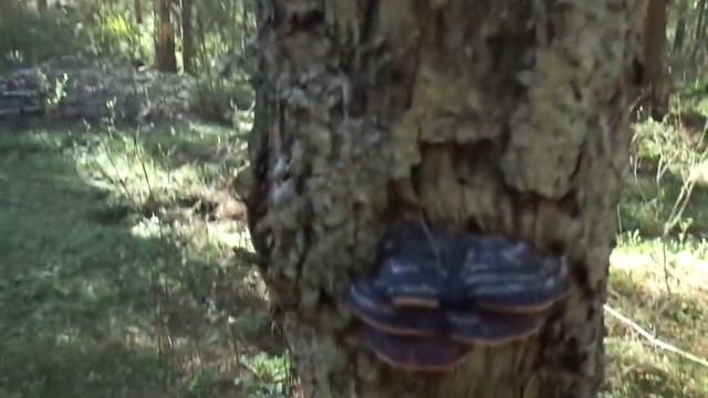 ГРИБЫ ЗДЕСЬ НЕ РАСТУТ! Разве так бывает? Кто это? Видео о природе смотреть онлайн