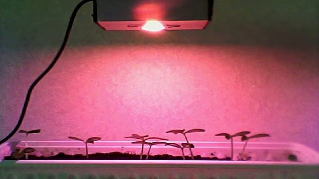 Светодиодная лампа для выращивания рассады смотреть онлайн