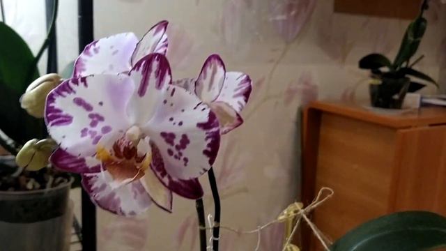 Орхідея фаленопсис Phal. Bernadetta - Бернадетта