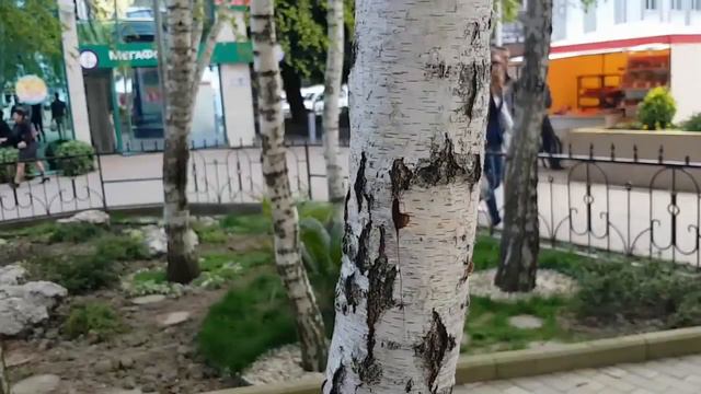 Адлер весной ! 15 апреля 2018 года ! смотреть онлайн