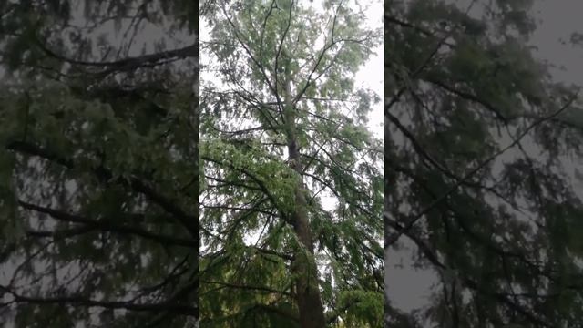 Здоровенная хрень - таксодиум двурядный в дендрарии им. Косенко г. Краснодар смотреть онлайн