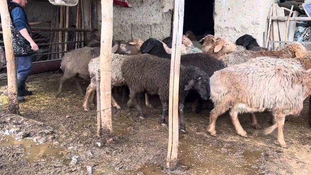 SHARTNOMA YOKI NAHT PULGA QUCHQORLAR SOTILADI #958091186 . Dastafka Krlishiladi смотреть онлайн