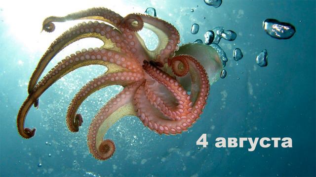 Урок маскировки | Усатые, пернатые и хвостатые смотреть онлайн