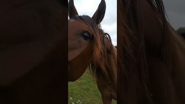 Игра в кошки мышки от Пэппи и Николь смотреть онлайн