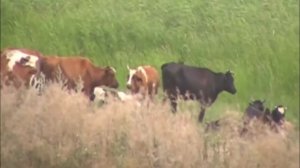 история основания станицы Петропавловской