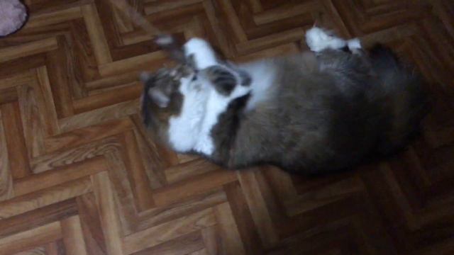 Сибирский кот Потап. Охотничий кот смотреть онлайн