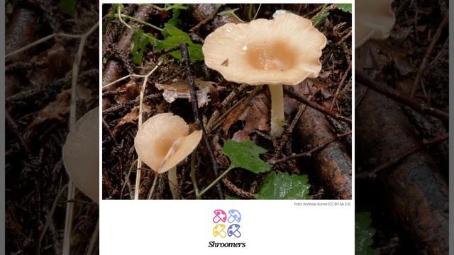 Ockerbrauner Trichterling (Infundibulicybe gibba) | Doppelgänger | Praktisches Kurzprofil смотреть онлайн