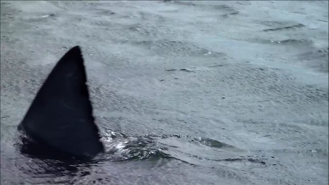 Survival Of The Fittest | Race Of Life | Episode 1 | Free Documentary Nature
