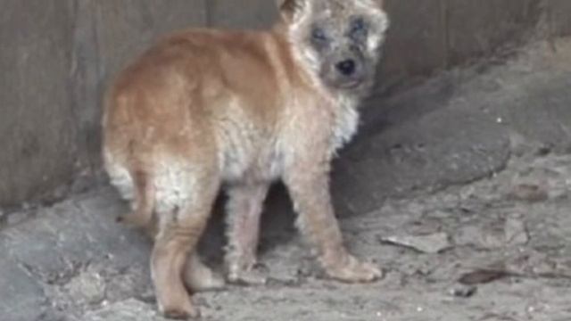 Пёсик не хотел умирать он хотел только любви. Измученный ,побитый больной пёс . Или как он выжил … смотреть онлайн