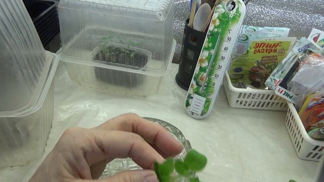 Укореняем черенки петунии.