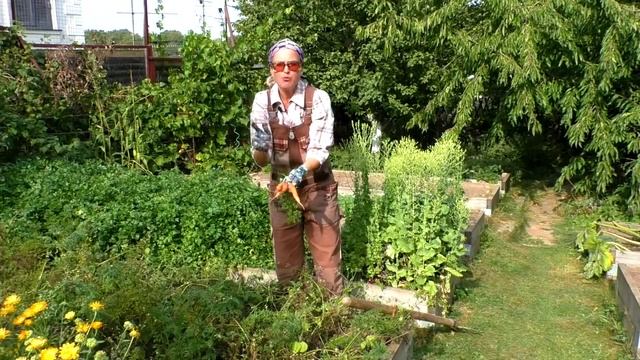 Как убирать морковь и свеклу. Как сохранить свеклу и морковь на зиму. смотреть онлайн