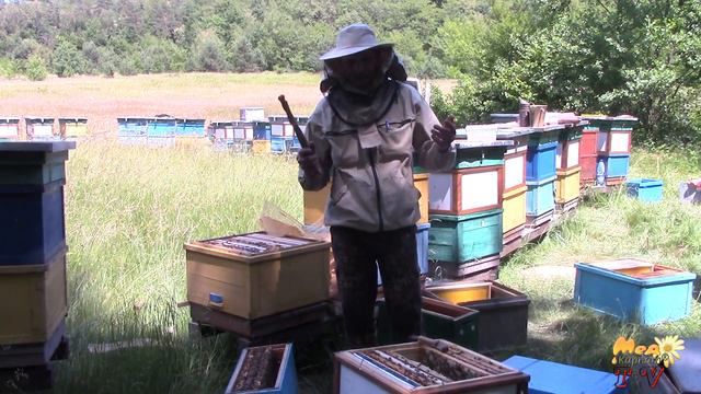 12 рамковий Дадан на акації. смотреть онлайн