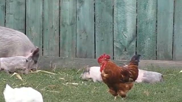 Вьетнамские поросята смотреть онлайн