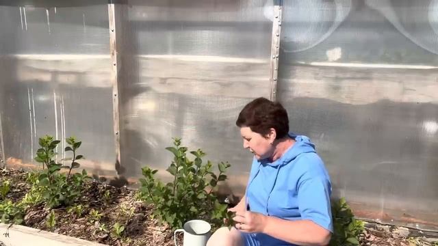 Летнее черенкование гортензии Самарская Лидия. 09.07 смотреть онлайн