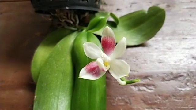 Phalaenopsis speciosa var Red смотреть онлайн