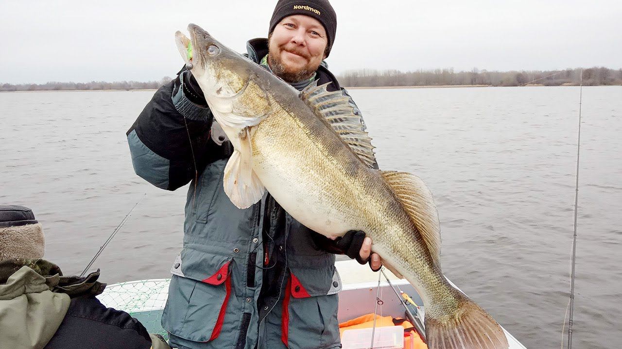 ТРОФЕЙНЫЙ СУДАК сезона на поролон. Рыбалка на спиннинг смотреть онлайн