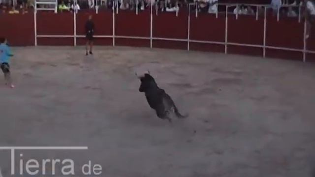 San Miguel del Arroyo, capea de inicio de fiestas (30.agosto.2012) смотреть онлайн