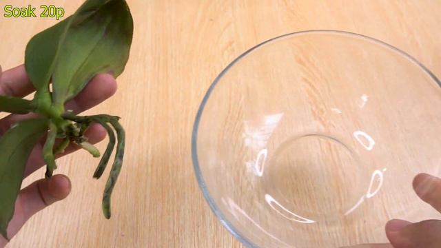 The method of reviving orchids using aloe vera is 100% successful смотреть онлайн