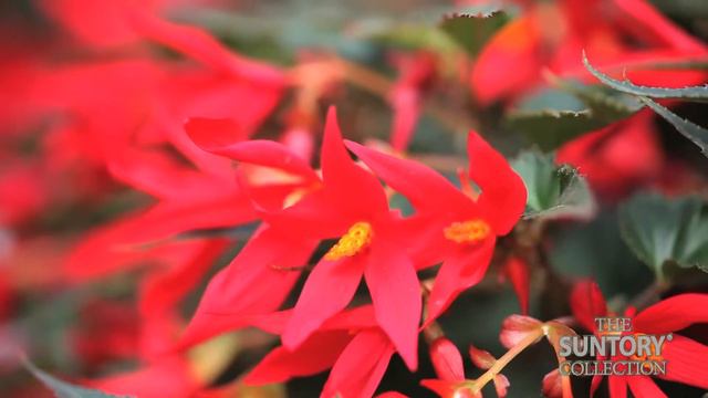 Crackling Fire Begonias Thrive in Sun and Shade смотреть онлайн