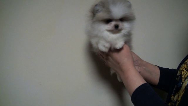 Померанский шпиц Бандармэн от Панды Шарм смотреть онлайн