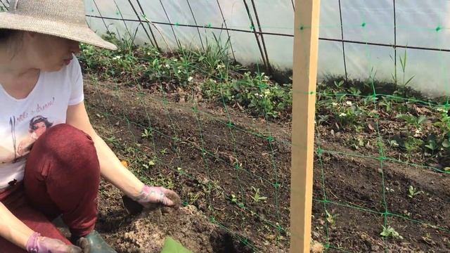 ? Как садить рассаду огурцов в открытый грунт ( теплицу), состав почвы смотреть онлайн