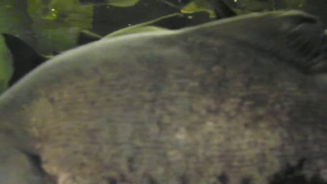 Аквариумная рыбка, Краснобрюхий паку, Piaractus brachypomus, океанариум спб смотреть онлайн