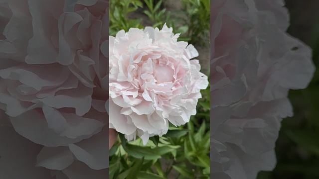 #peony #Myrtle Gentry смотреть онлайн