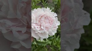 #peony #Myrtle Gentry