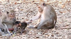 #Lovely monkey and baby monkey lotus fruit eating  #蓮の実を食べる素敵な猿と赤ちゃん猿  #Милая обезьянка и детеныш