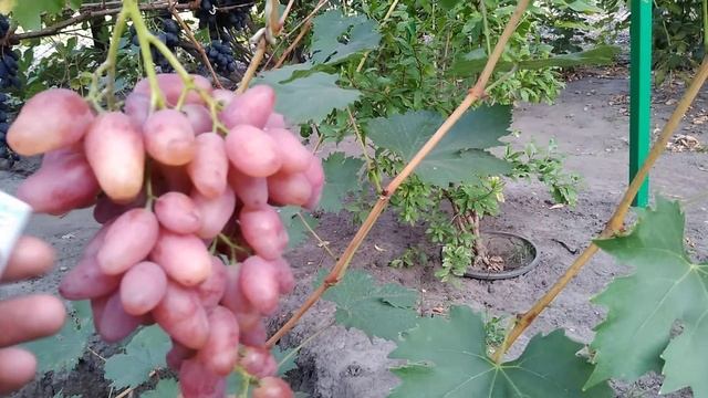 Виноград Любава смотреть онлайн