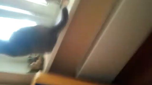 Кот залезает на подоконник смотреть онлайн