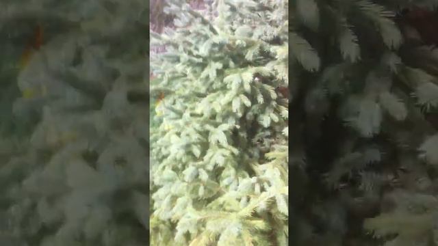 Picea engelmannii, Engelmann Spruce inventory at Plant Oregon смотреть онлайн