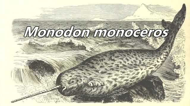 Narwhal Facts: That Horn Is A TOOTH | Animal Fact Files