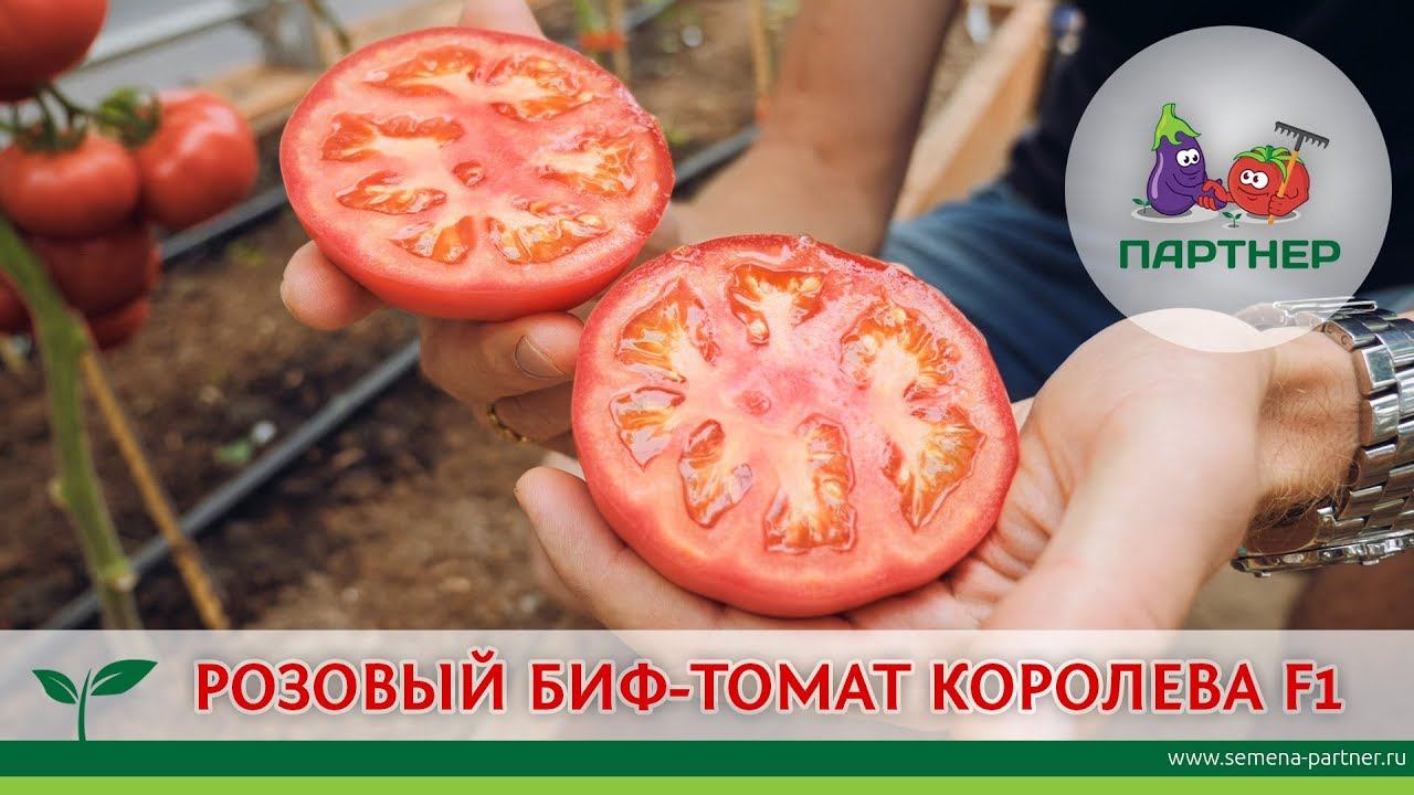 Семена Партнер