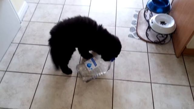 Gladys the Newfy weight lifting session смотреть онлайн