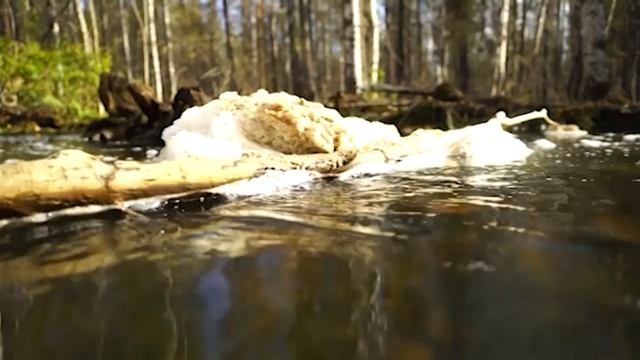 Мертвый лес / Свердловская область смотреть онлайн